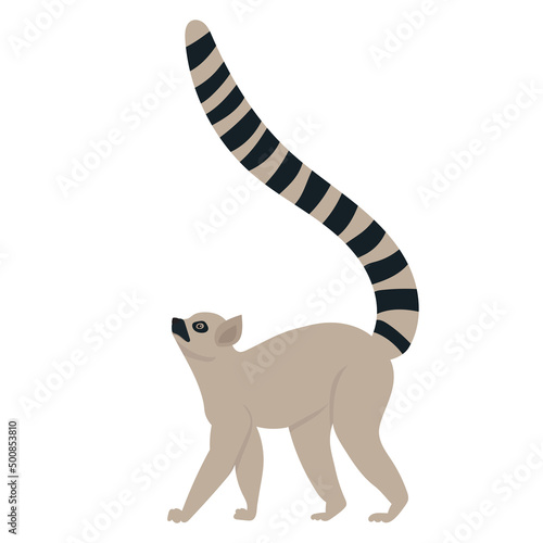 lemur flat design , isolated on white background, vector