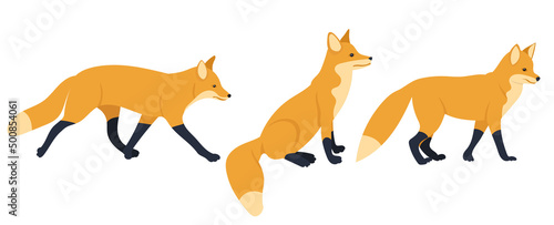 Fototapeta Naklejka Na Ścianę i Meble -  foxes flat design, isolated on white background, vector