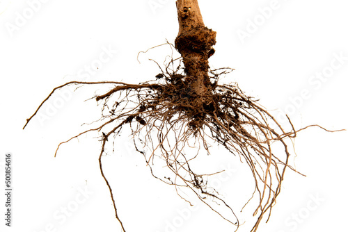 Print op canvas Tree roots silhouettes isolated on a white background