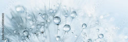 Panel kuchenny z motywem Macro nature. Beautiful dew drops on dandelion seed macro. Beautiful soft background. Water drops on parachutes dandelion. Copy space. soft focus on water droplets. circular shape, abstract background