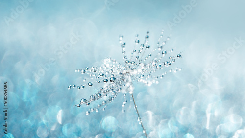 Beautiful dew drops on dandelion seed macro. Beautiful soft blue background. Water drops on parachutes dandelion. soft focus on water droplets. abstract background. Macro nature. Vertical