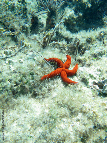 A red starfish lies at the bottom of the sea covered with seaweed.