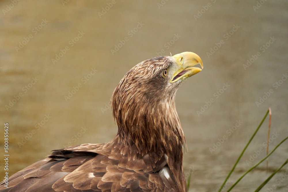 Obraz premium A detailed bald eagle head, yellow bill. The bird sits on the edge of the water, scanning the water's surface for fish