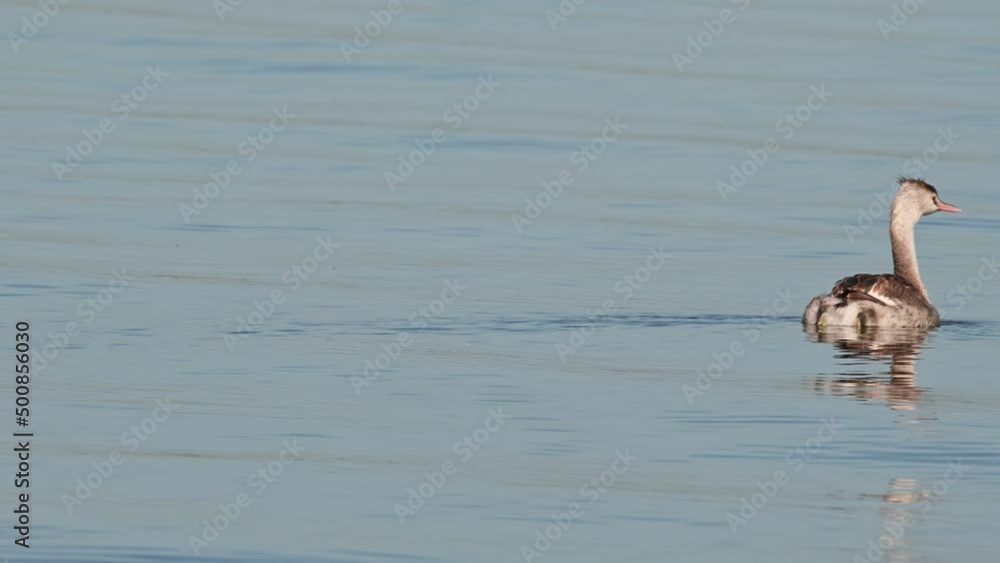 Moving to the right during a sunny day on the lake, Great Crested Grebe Podiceps cristatus Bueng Boraphet Lake, Nakhon Sawan, Thailand. Moving to the right during a sunny day on the lake, Great Crested Grebe Podiceps cristatus Bueng Boraphet Lake, Nakhon Sawan, Thailand.