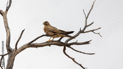 a greater kestrel perched in a tree