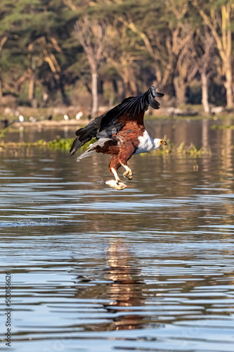 Fish eagle, Haliaeetus vocifer, catching a fish from the surface of Lake Naivasha, Kenya.
