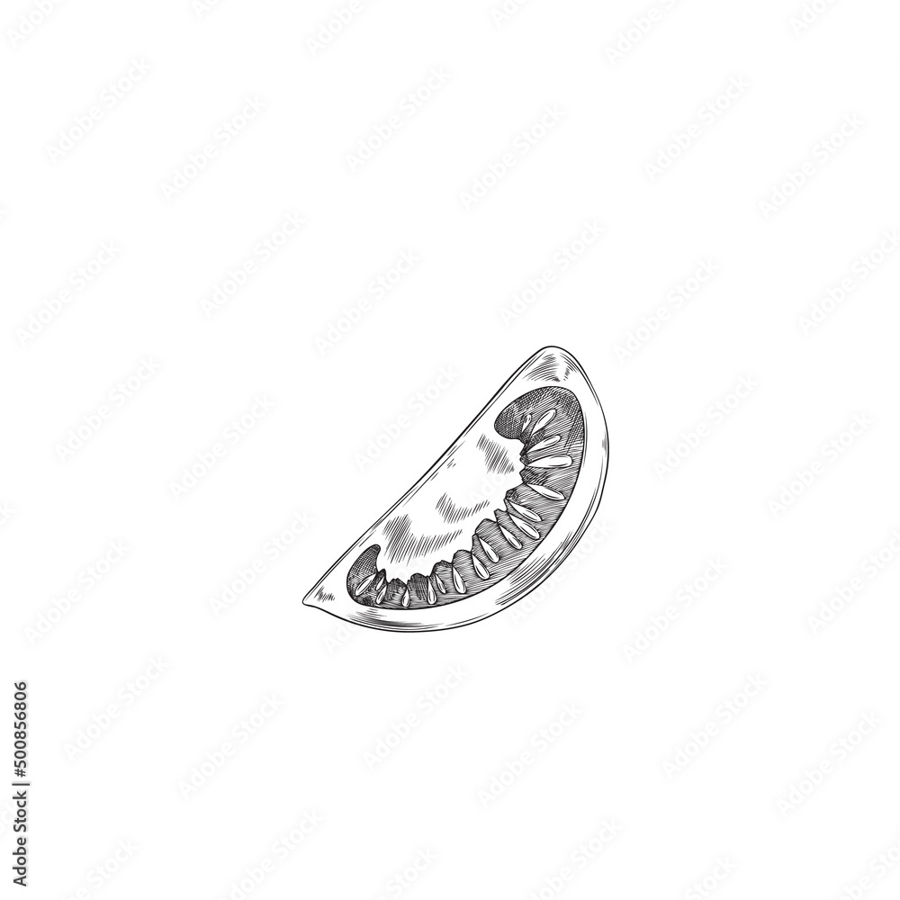 Hand drawn monochrome sliced piece of tomato sketch style Hand drawn monochrome sliced piece of tomato sketch style