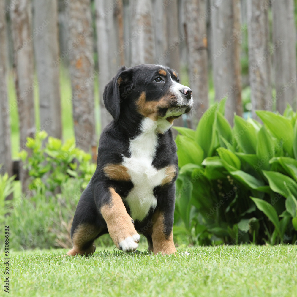 Puppy of Greater Swiss Mountain Dog