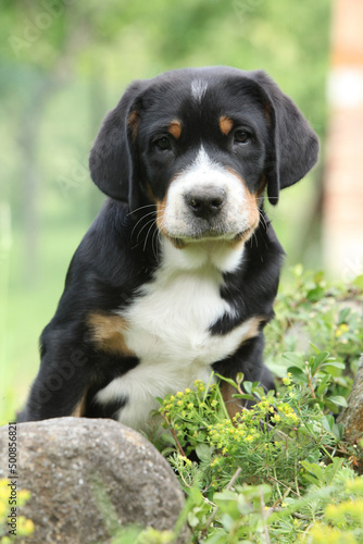 Amazing puppy in the garden