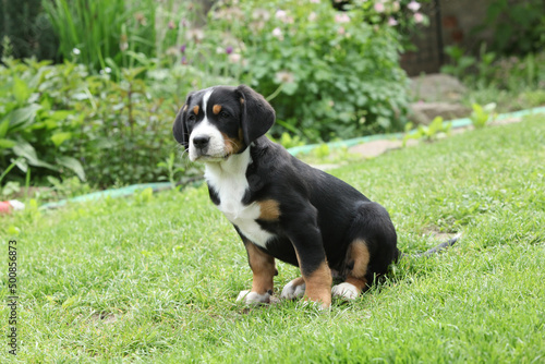 Amazing puppy in the garden