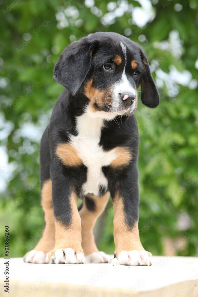 Amazing puppy standing on the table