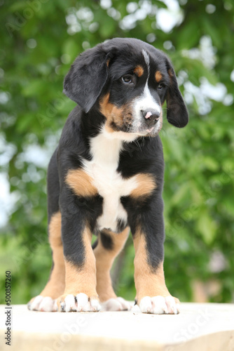Amazing puppy standing on the table