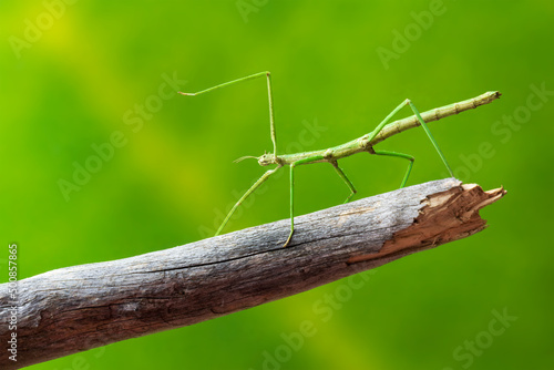 Green walking stick, stick bug, phobaeticus serratipes standing on tree branch. Animal, nature
