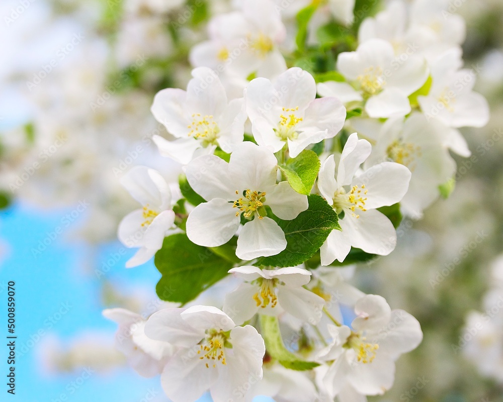 white flowers on a tree branch against the blue sky white flowers on a tree branch against the blue sky