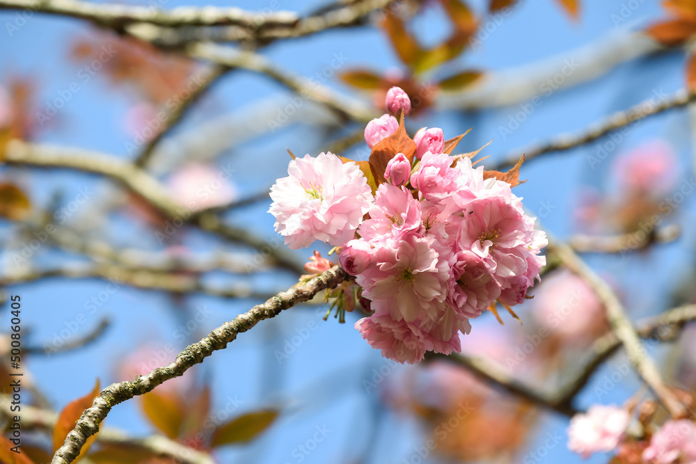 Cherry blossom flowers growing on a tree during a sunny spring day Cherry blossom flowers growing on a tree during a sunny spring day