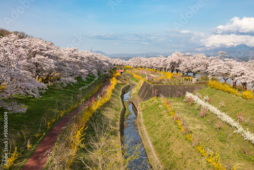 Cherry blossoms at Shiroishi River, Miyagi, Japan photo