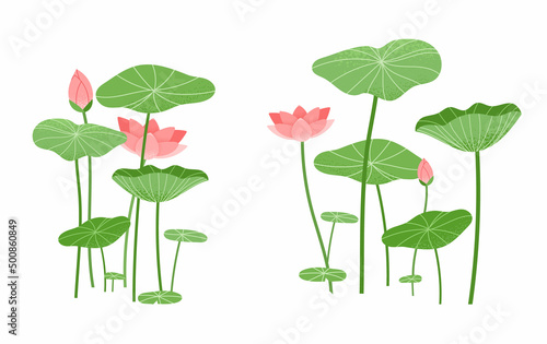 Lotus flower and lotus leaf elements isolated on white background. Botanical vector illustration.