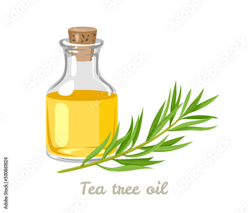 Tea tree oil in glass bottle isolated on white background. Vector illustration of Melaleuca alternifolia branch in cartoon flat style.