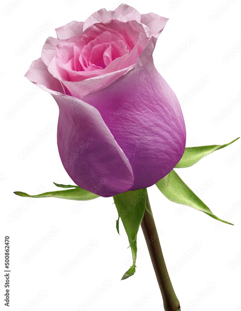 Purple rose isolated on a white background with clipping path. Closeup ...