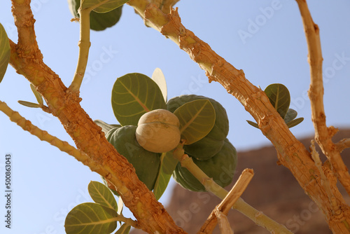 sodom apple tree photo