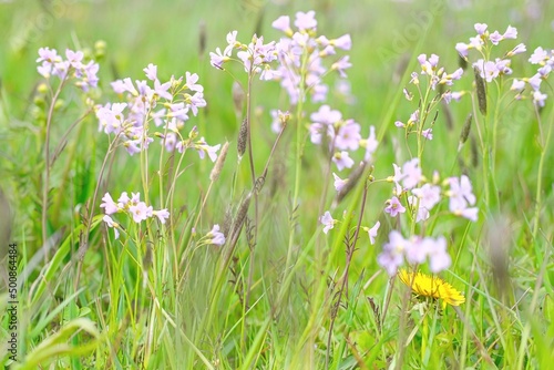 Blühendes Wiesenschaumkraut im April