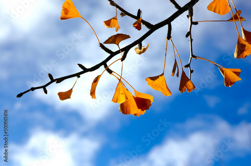 Ginkgo tree branch in autumn