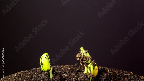 Soy beans sprouting time lapse rotating on black