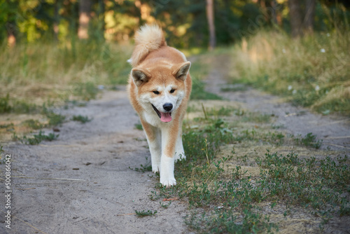 Akita inu walks in the forest, the dog is in motion