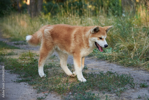 Akita inu walks in the forest, the dog is in motion