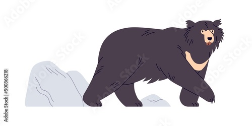 Indian sloth bear going on all fours. Melursus ursinus, Asian wild bicolor furry animal. Nepal wildlife, endangered species. Flat vector illustration isolated on white background
