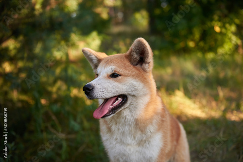Akita puppy close-up, portrait of a beautiful Akita puppy