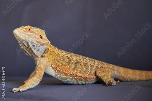 bearded dragon lizard morph normal bright color