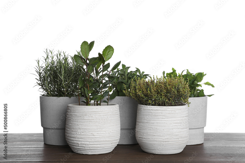 Pots with thyme, bay, sage, mint and rosemary on wooden table against white background Pots with thyme, bay, sage, mint and rosemary on wooden table against white background