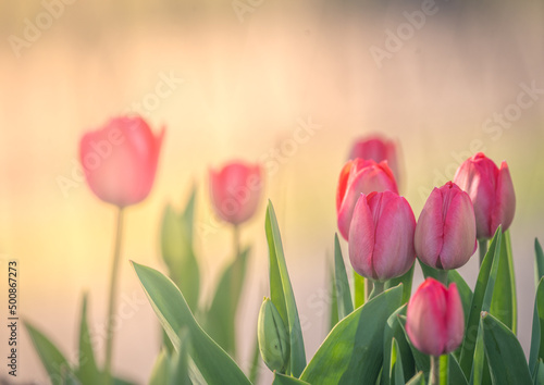 Tulpen im Warmen licht 