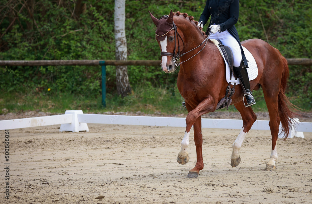 Dressage horse light brown with rider, photo from the front in the gait passage, space on the left for text.. Dressage horse light brown with rider, photo from the front in the gait passage, space on the left for text..