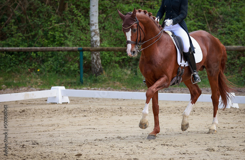 Dressage horse light brown with rider, photo from the front in the gait passage, space on the left for text..