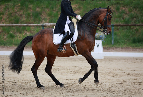 Dressage horse dark brown in a test, horse jumping in a canter pirouette..