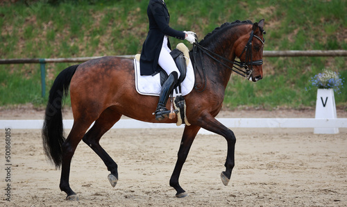 Dressage horse dark brown in a test, horse in passage at circle point "V"..