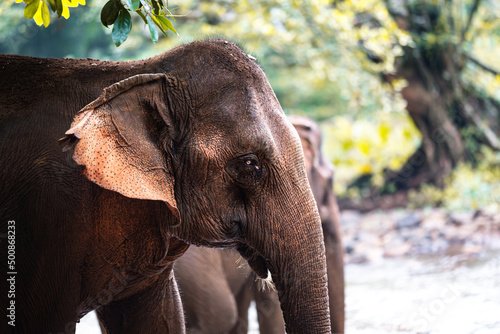 Closeup of a walking asian elephant, in the background a secon one, in the jungle of South East Asia. photo