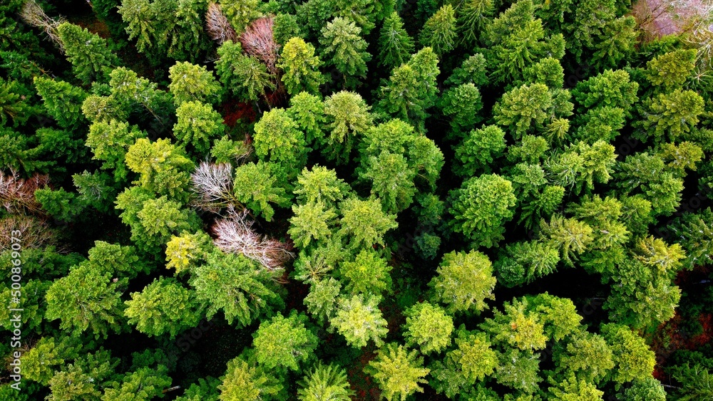 Aerial view of a pine forest