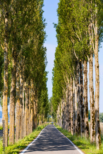 Germany, Baden-Wurttemberg, Reichenau Island, Treelined bicycle lane in summer photo