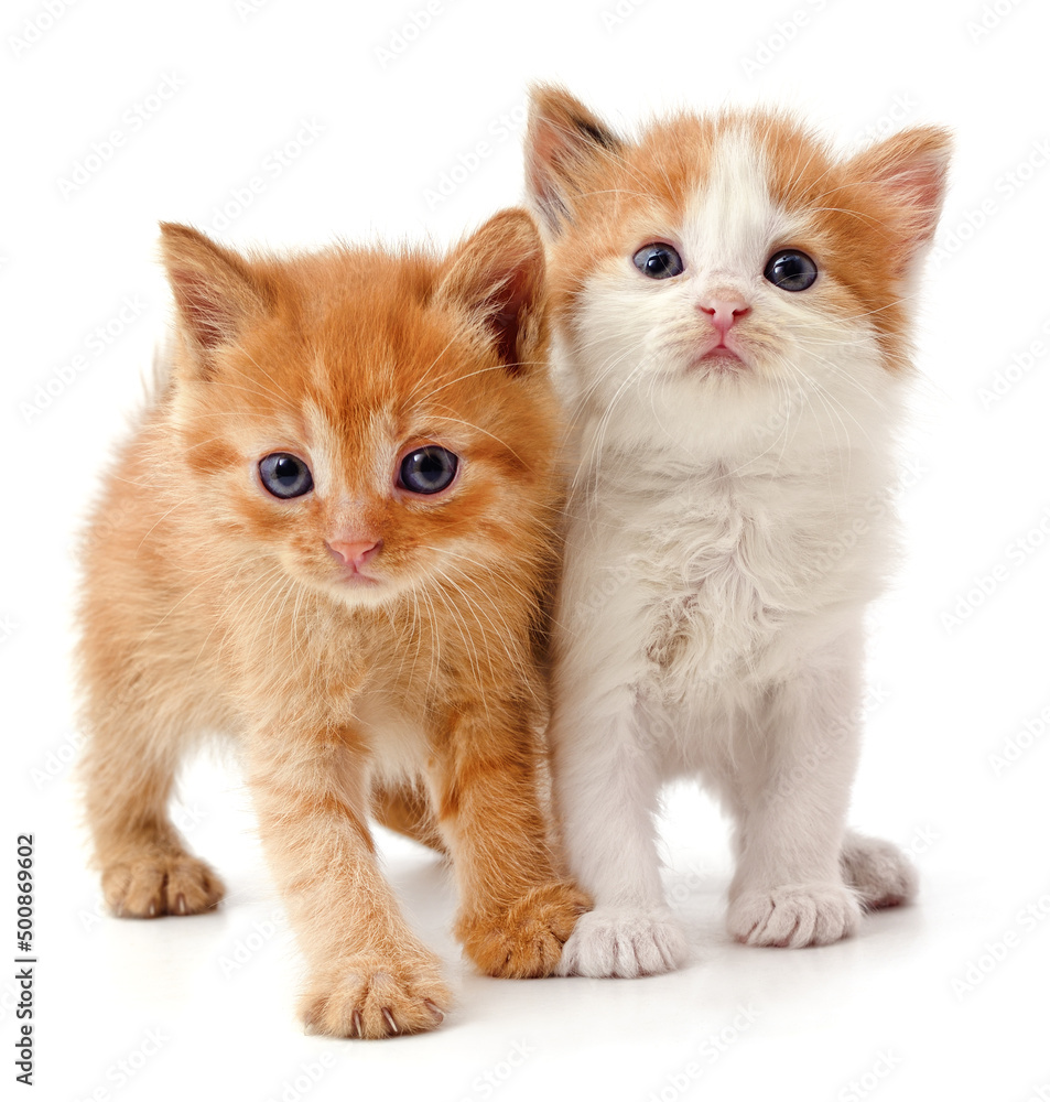 Two red kittens. Two red kittens.