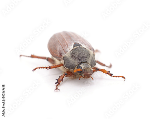 One brown beetle.