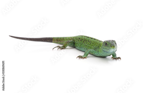 One green lizard. © voren1