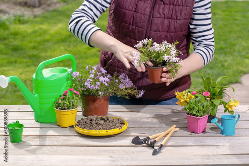 Gardener holding a pot with plant in garden and planting flowers in pot with dirt or soil