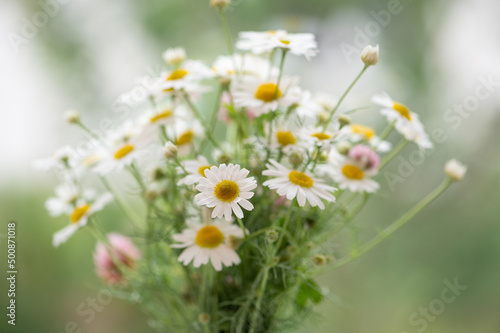 Gentle chamomile flowers bouquet against green unfocused background