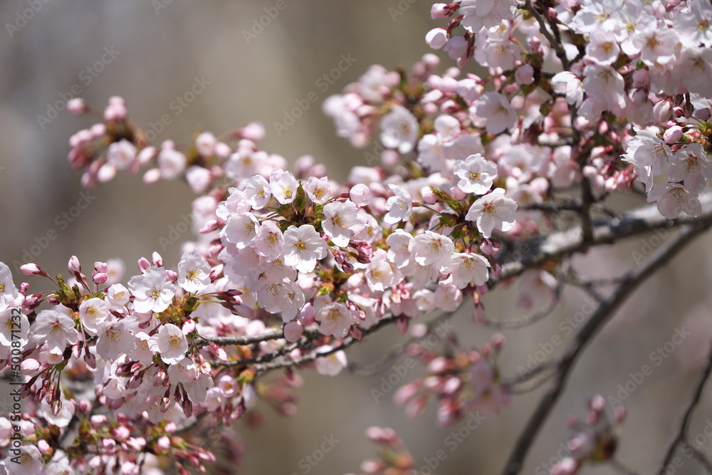 咲き誇る桜の花 咲き誇る桜の花