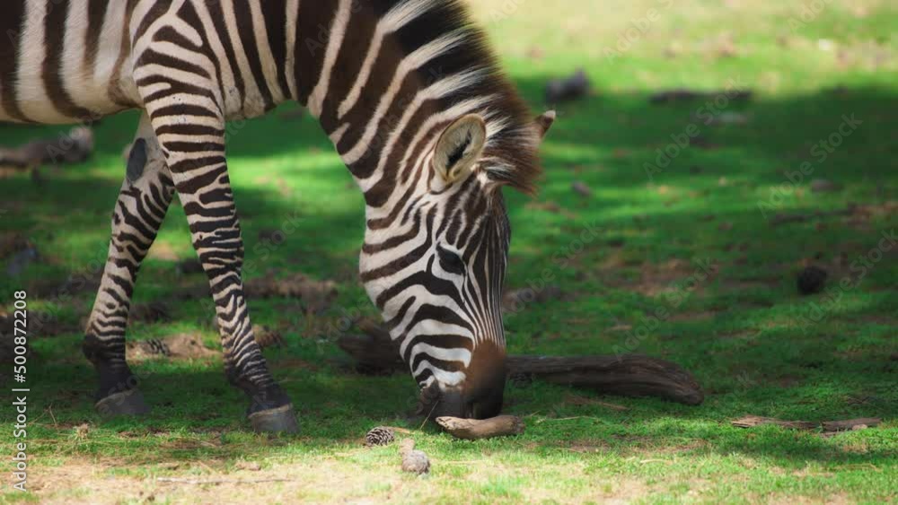 Beautiful Grant's Zebra eating grass on green meadow. Slow motion. Beautiful Grant's Zebra eating grass on green meadow. Slow motion.
