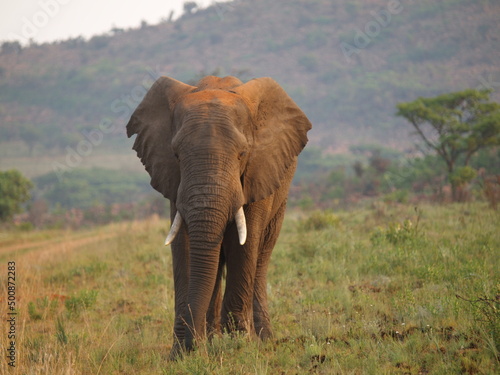 Makveti lonely elephant