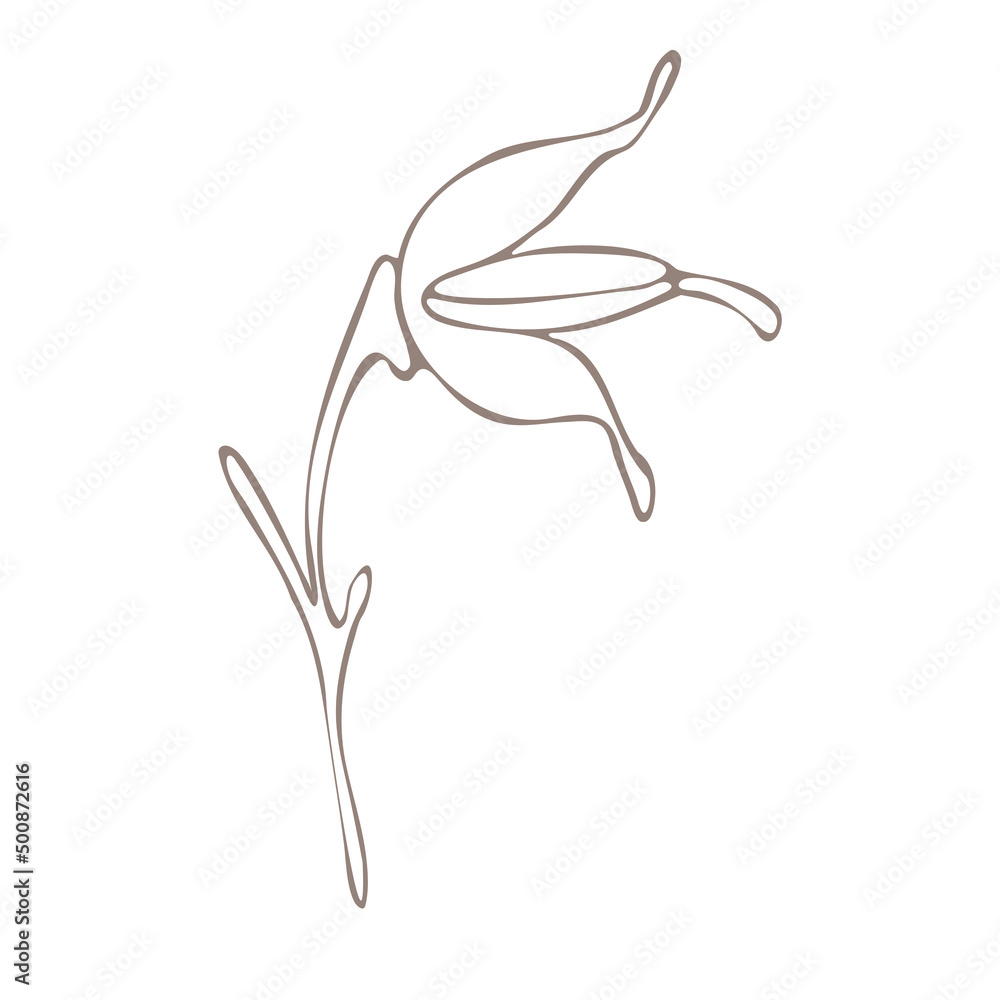 Botanical illustration. Aconitum line art